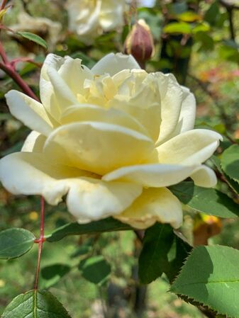 Dream in Cream, Girija Viraraghavan 2-2-w.jpg
