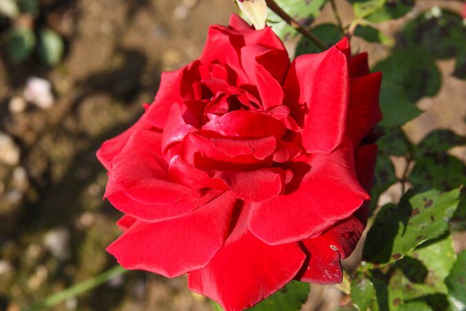 Paz Vila, ruze wi cz1-2-w.jpg