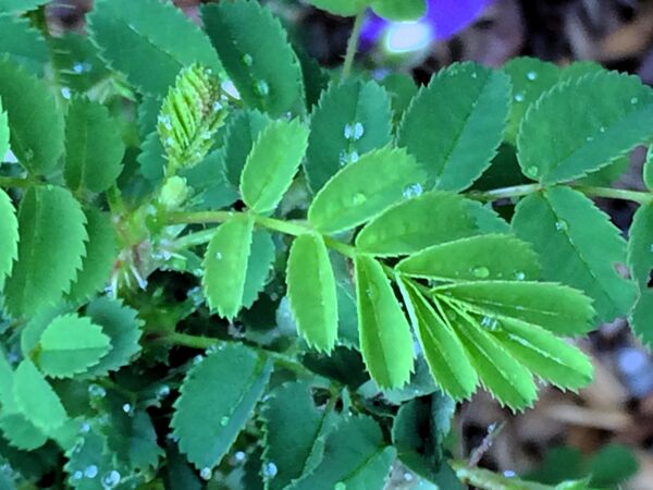 Feuillage typique d'un rosier pimprenelliforme