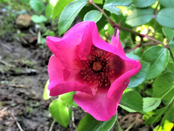 Fleur se refermant en fin de journée (par météo pluvieuse) le 7 juin 2025