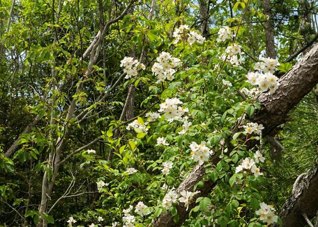 Rosa paniculigera, Yuki Mikanagi 2-2-w.jpg