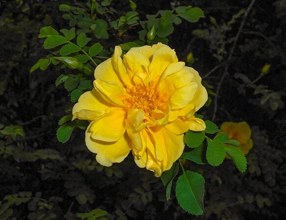 Rosa xanthina ‘Plena’, Botanical Garden in Lublin, Salycina (5)-2-w.jpg