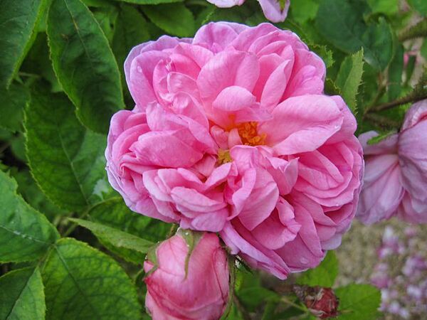 Salet, Stéphane Barth, L'Haÿ 5-2-w.jpg