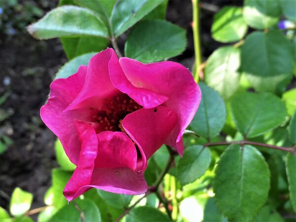 Epanouissement d'une des premières fleurs dans la roseraie en création à Walfer
