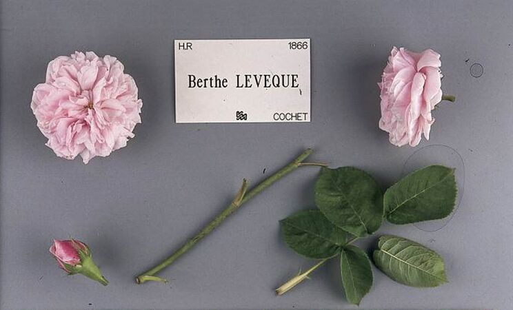 Berthe Lévêque, Stéphane Barth, L'Haÿ 2-2-w.jpg