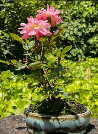 San Valentín, roses josep 2-2-w.jpg