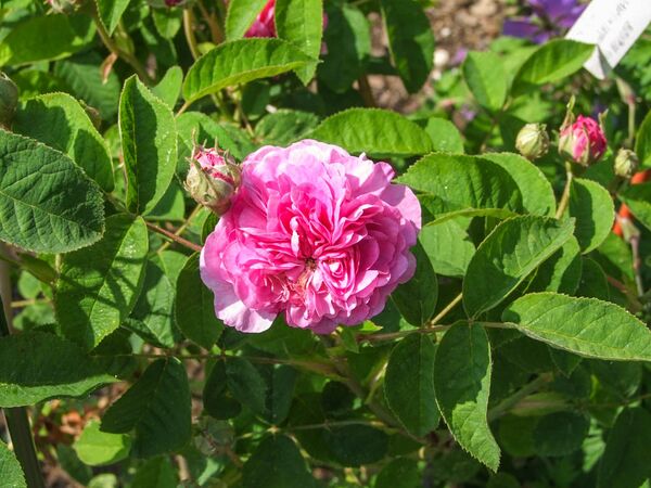 Agathe de Saint-Caprais-de-Blaye (2)-2-w.jpg