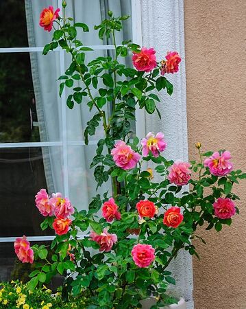 Condesa de Sástago, Masha 1-2-w.jpg