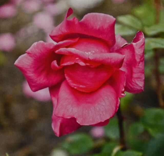 Belle Lilette – Rose-Biblio