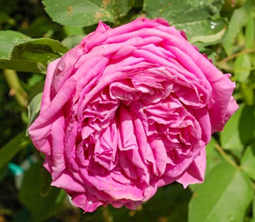Comtesse Henriette Combes, Les Roses Anciennes du Jardin de Talos-2-w.jpg