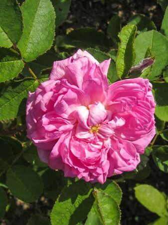 Salet, Stéphane Barth, L'Haÿ 1-2-w.jpg