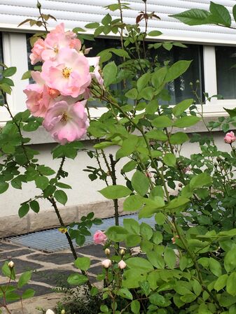 Les fleurs se présentent en groupes