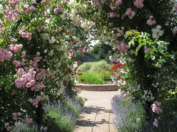 Albans Rose Arch at RNRS gardens of the Rose.JPG