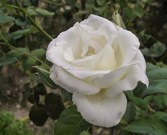 Amistad Sincera, pep 1-2-w.jpg