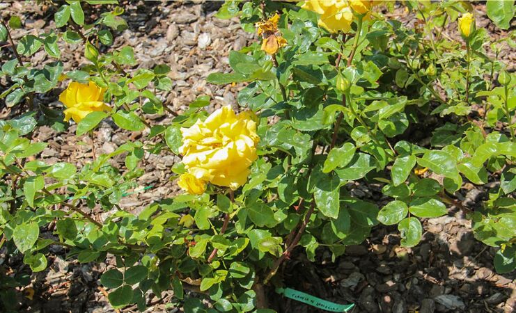 Condesa de Barcelona 2-2-w.jpg