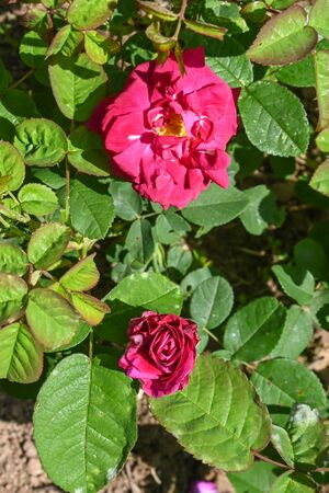 DSC 5717-2-w.jpg