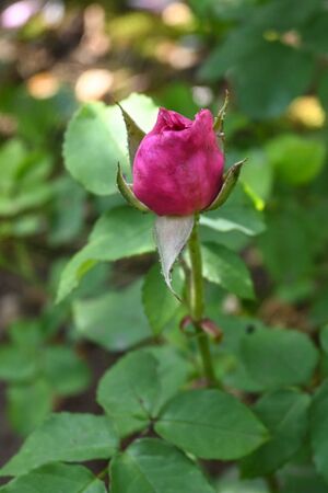 DSC 5784-2-w.jpg