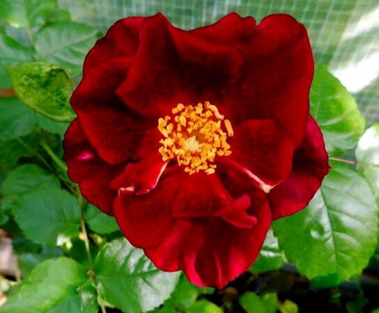 Velvet Blush, Rolf Sievers 1-2-w.jpg