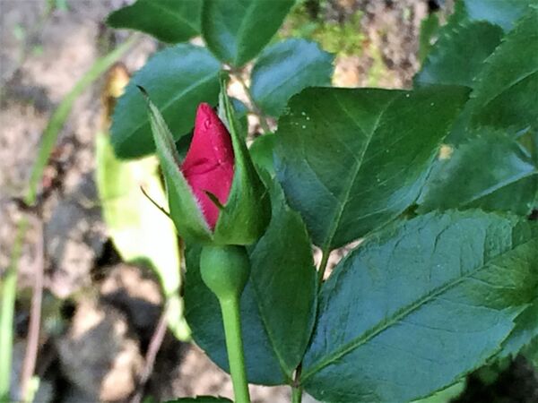 Bouton floral d'un rose fuchsia intense