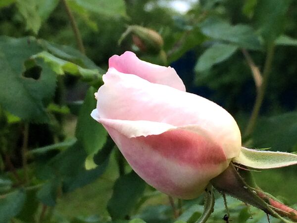 Bouton floral teinté de rose foncé