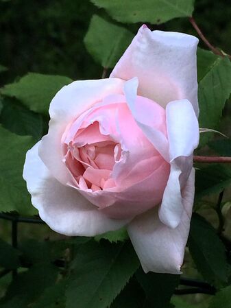 Une rose peu double, au coeur d'un ton rose-nacré pâle et au faible parfum fruité