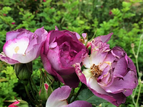 Le coloris change quasi au brun-mauve; effet météo ou pas?