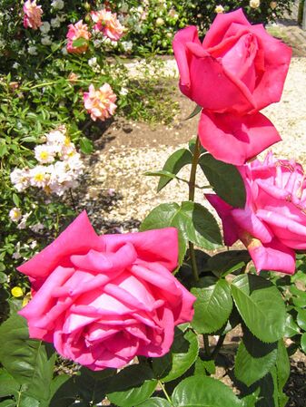 Marquesa de Aguilar, asakombu 2-2-w.jpg