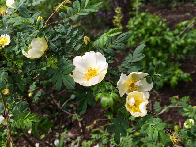 Rosa omeiensis Rolfe f. pteracantha (Franch.) Rehder & E.H.Wilson ...
