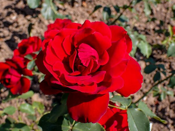 Paz Vila, Krzysztof Ziarnek, Wikimedia-2-w.jpg