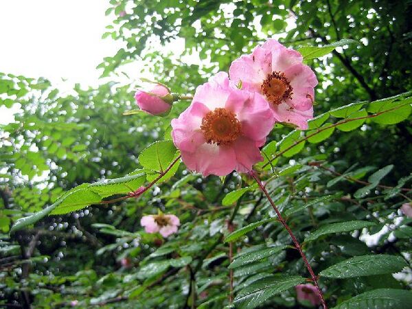 Rosa soulieana var. yunnanensis 2, Sun Hang, Sichuan.jpg