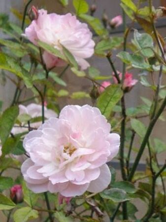 San Valentin, Dias de rosas 2-2-w.jpg