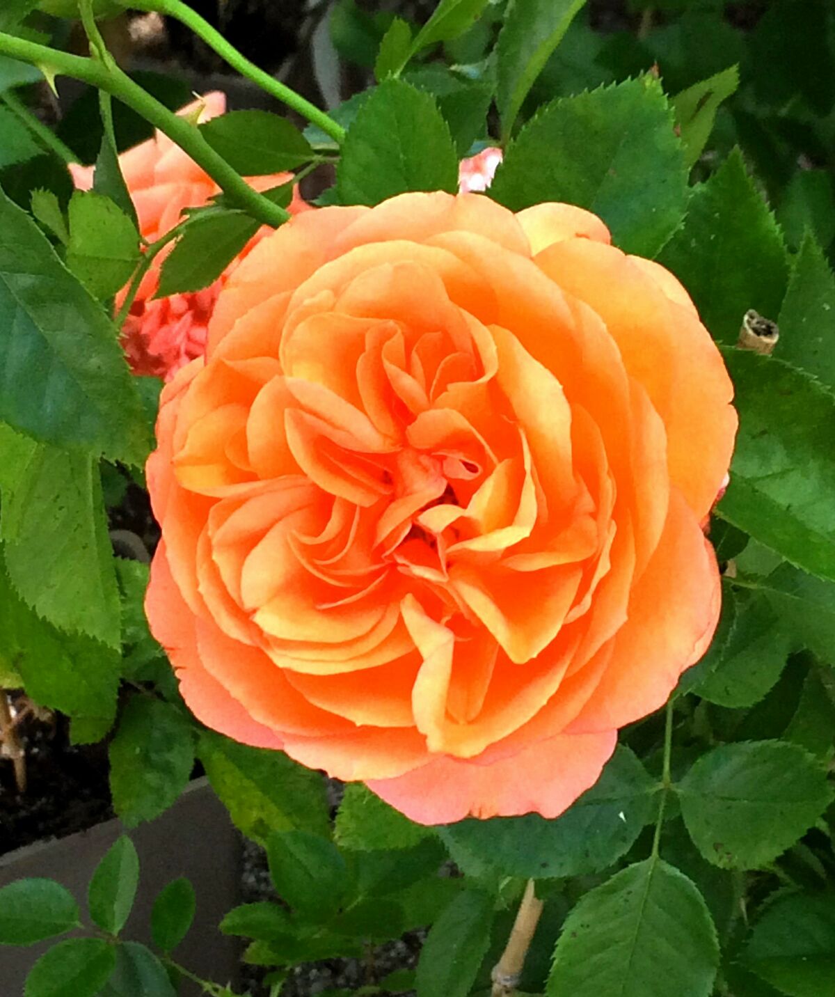Rose O'Limp' – Rose-Biblio