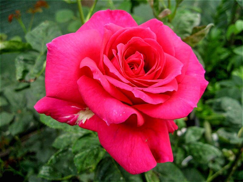 Alessa – Rose-Biblio