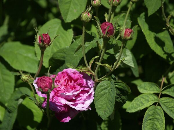 Rosa gallica Aimable Amie-2021-06-16- 6169791.jpg
