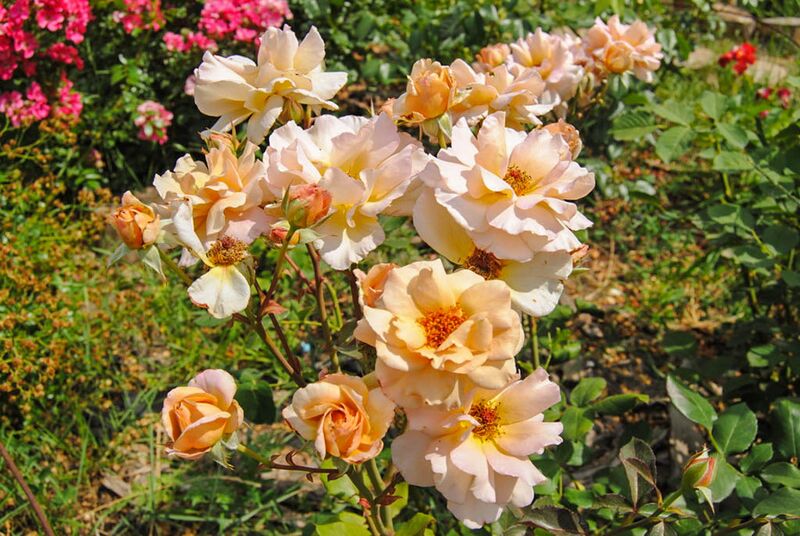 Datei:Julia's Rose, Mazaieva Yulia-2-w.jpg