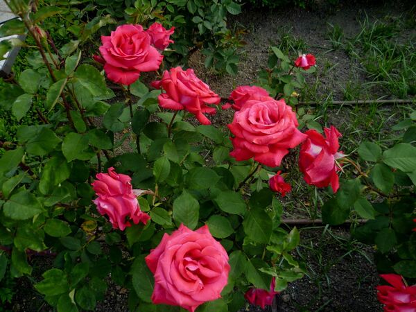 Rocio Elias, Jardin de Carmen-2-w.jpg