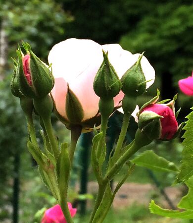 Fleurs mutée, entourée de boutons normaux