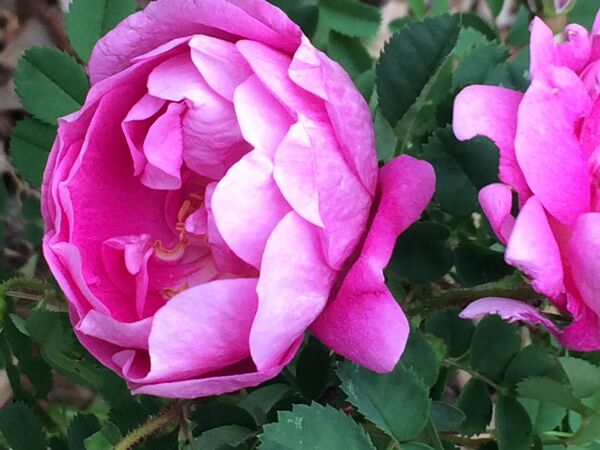 Une touche de rose-mauve, une touche de blanc-gris ... un très beau mélange!