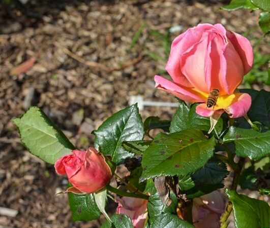 Shot Silk, Margaret Furness 3-2-w.jpg