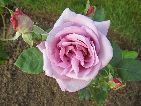 Sissi, Stéphane Barth, L'Haÿ 1-2-w.jpg