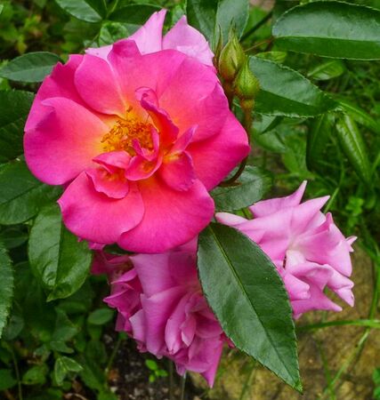 Etoile luisante, Susanne Weber 4-2-w.jpg