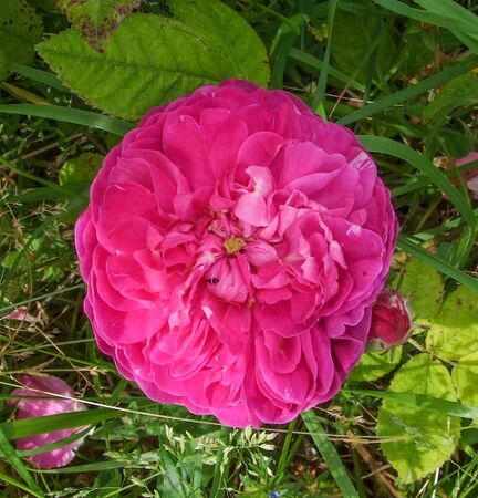 Pink Oeillet parfait - GE Parennes DSCF3389bis-2-w.jpg