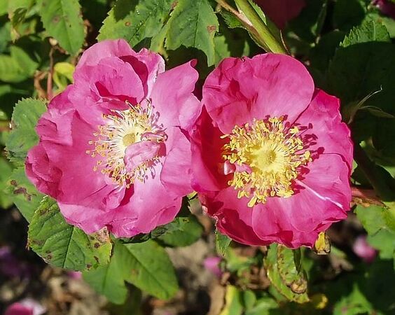 Rosa gallica filtered-3-g.jpg