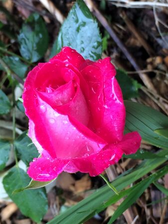 Une rose à l'allure d'une rose-thé