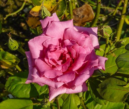 Andrés Battle, Andrea Moro, Università di Trieste 2-2-w.jpg