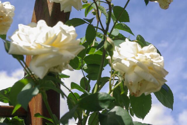 White Cockade – Rose-Biblio