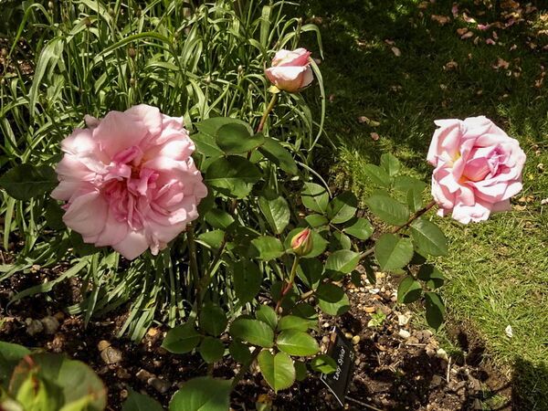 Lady Sylvia, Orsola 2-2-w.jpg