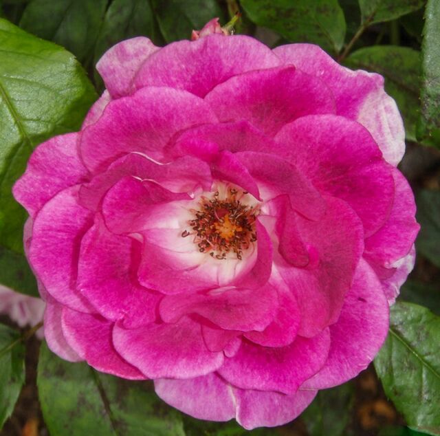 Brilliant Pink Iceberg – Rose-Biblio