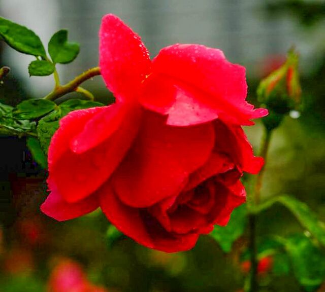 Margaret McGredy – Rose-Biblio