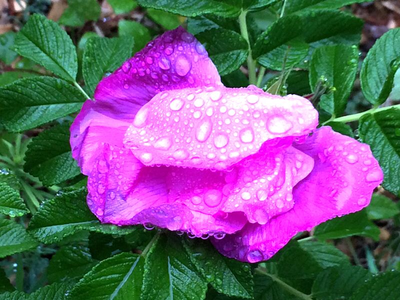 Datei:005 r rugosa.jpg